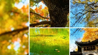 嶧州印象 | 青檀秋色，禪意濾鏡