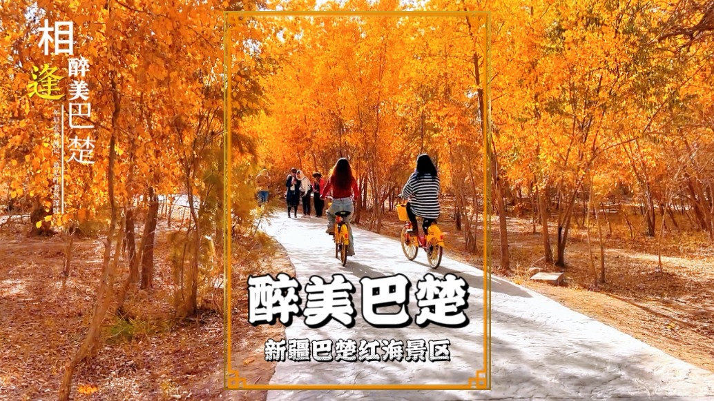 騎行新疆巴楚，闖入一片金色胡楊，兩旁美景如畫卷鋪展