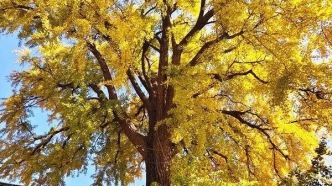 這一站 濟(jì)南｜快來鋼城邂逅一場“小確杏”！