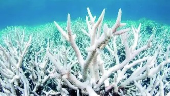 科學(xué)家確定15個氣候臨界點，第一個已觸發(fā)，地球面臨連鎖危機