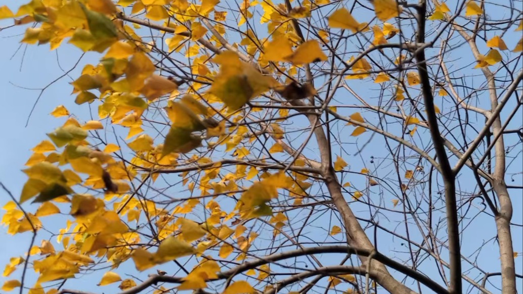每片飄零的葉,都是初冬輕輕放下的一枚金色詩箋!
