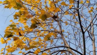 每片飘零的叶，都是初冬轻轻放下的一枚金色诗笺！