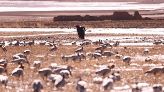 破壁與共生——高原上，尋共棲與發(fā)展的“共野之路”