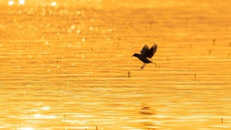 Emo救星！東平湖開啟初冬鏡面模式，帶來滿格治愈力~