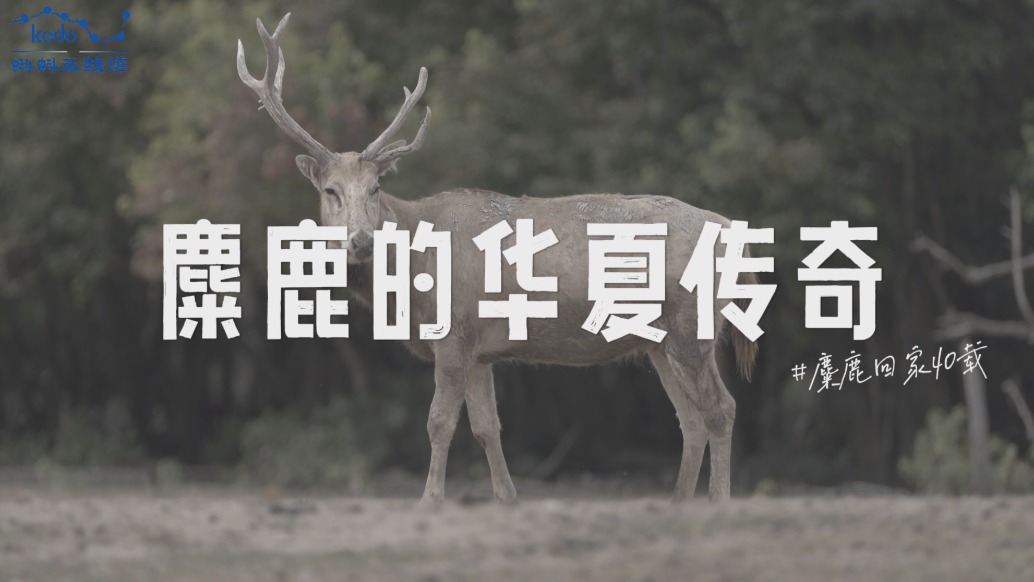 麋鹿回家40載：麋鹿的華夏傳奇