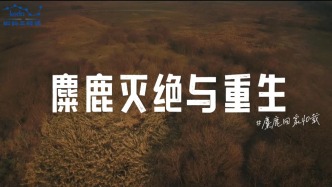 麋鹿回家40載：麋鹿的滅絕與重生