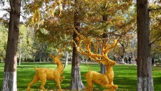 济南五龙潭公园惊现金灿灿的“银杏鹿”，刷屏朋友圈！