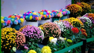 太驚艷！快來趵突泉一鍵解鎖中國傳統(tǒng)十大名菊～