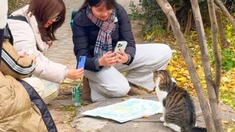 蘭大頂流貓姐：摸頭=宣戰(zhàn)，本喵的顱頂是學(xué)術(shù)保護(hù)區(qū)