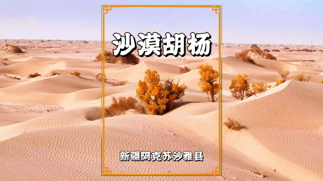 秋游新疆沙雅，走進(jìn)塔克拉瑪干沙漠，領(lǐng)略胡楊與沙漠的絕美畫(huà)卷