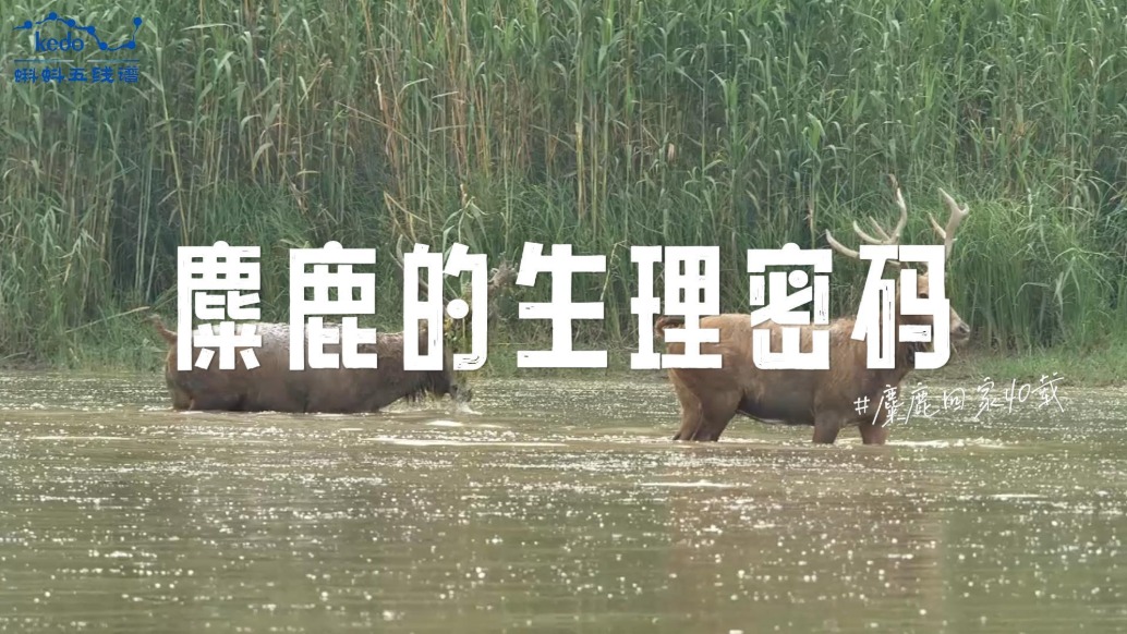 麋鹿回家40载：麋鹿的生理密码