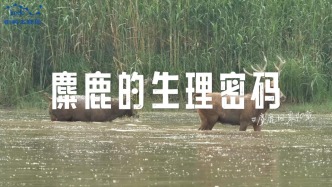 麋鹿回家40載：麋鹿的生理密碼