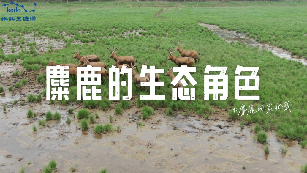 麋鹿回家40載：麋鹿的生態(tài)角色