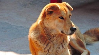 家犬同人類近萬年來共遷徙歷史被揭示