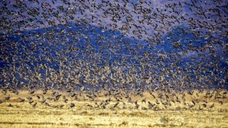 吉林珲春现万雁齐飞奇观！场面震撼
