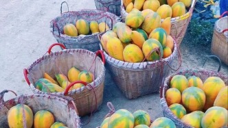 一口爆汁，軟糯甜香！高要當(dāng)季“頂流”靚瓜已成熟，你嘗了沒？