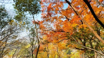 嶧州印象 | 霜徑檀瘦，疏煙寺遠