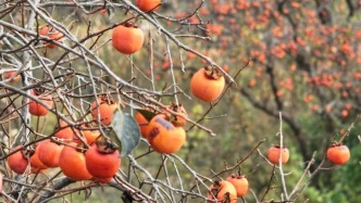 萊蕪就是這么有“柿”力！