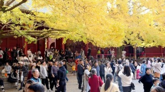 萬人涌入！罨畫池銀杏火爆“出圈”