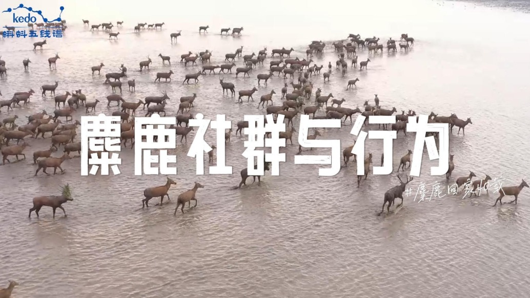 麋鹿回家40載：麋鹿的社群與行為