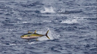 可持续渔业之可持续渔具在哪里