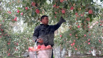 秋游新疆阿克蘇，走進(jìn)糖心蘋果基地，領(lǐng)略采摘蘋果的樂趣
