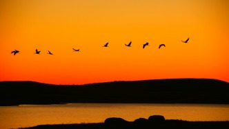 先头部队抵达！260余只黑颈鹤飞抵大山包