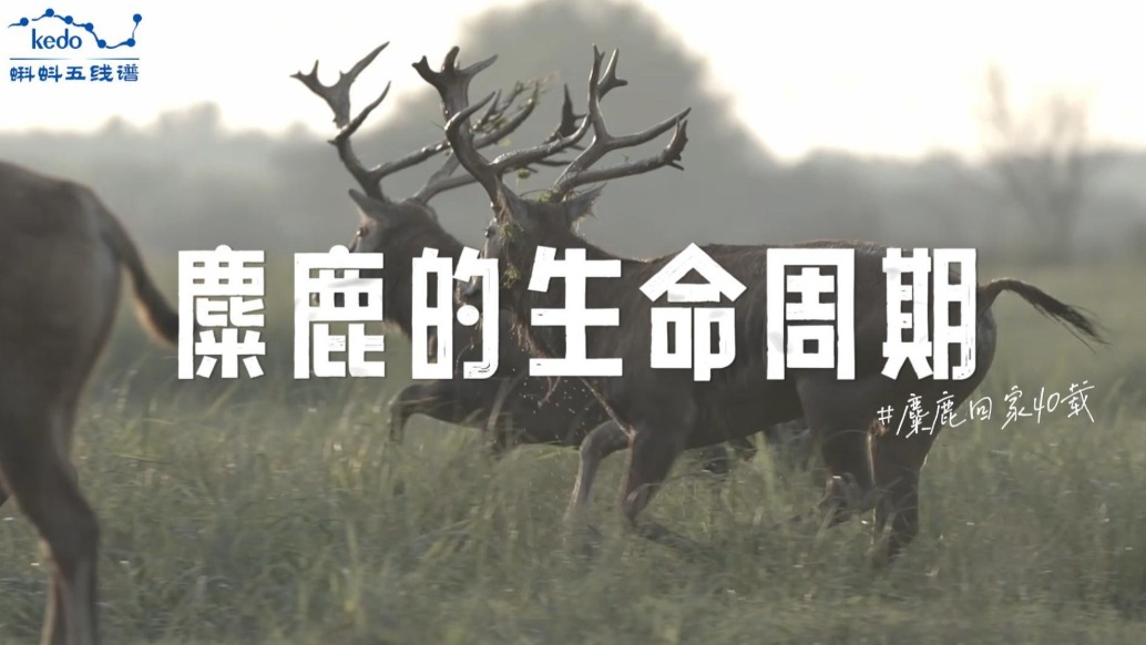 麋鹿回家40載：麋鹿的生命周期