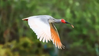 朱鹮，飛向世界……