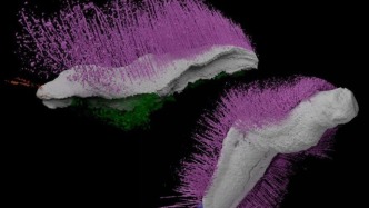 地球最早的“朋克”？化石也有莫西干頭？