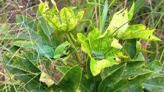 無(wú)斑雨蛙歸來(lái)喚覺(jué)醒：大城市生物多樣性保護(hù)的三重進(jìn)階