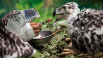 破除童年阴影！《黑猫警长》里的“食猴鹰”真的有那么恐怖吗？