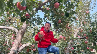 秋游新疆阿克蘇，除了看金色胡楊與壯美風(fēng)光，還可以采摘糖心蘋果