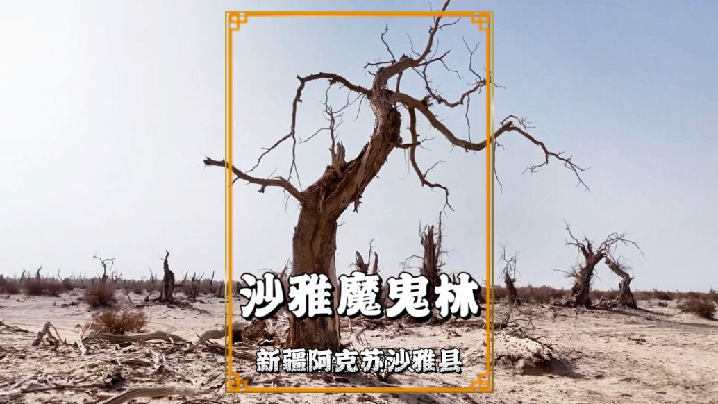 秋游新疆阿克蘇，探秘沙雅魔鬼林，領(lǐng)略死而千年不倒的胡楊精神