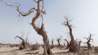 秋游新疆阿克蘇，實拍刀郎部落的金色胡楊林，錯過將再等一年