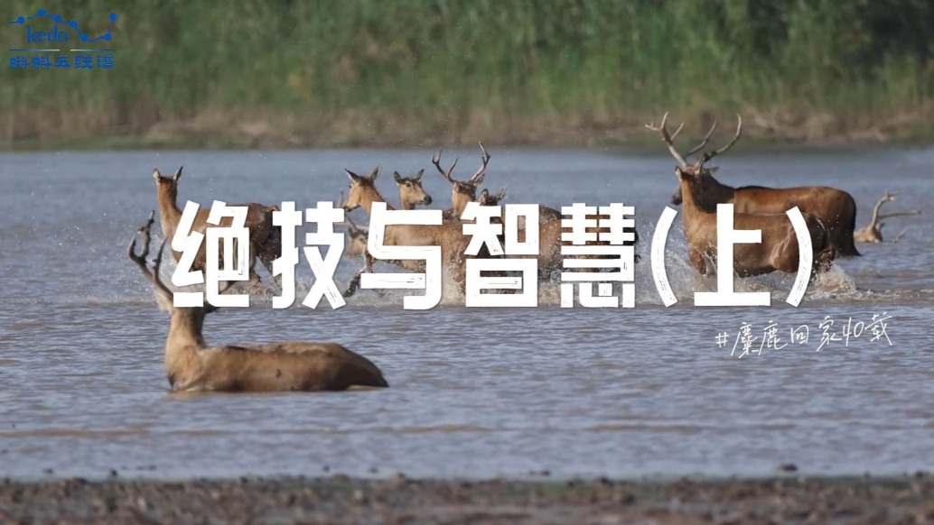 麋鹿回家40載：麋鹿的絕技與智慧（上）