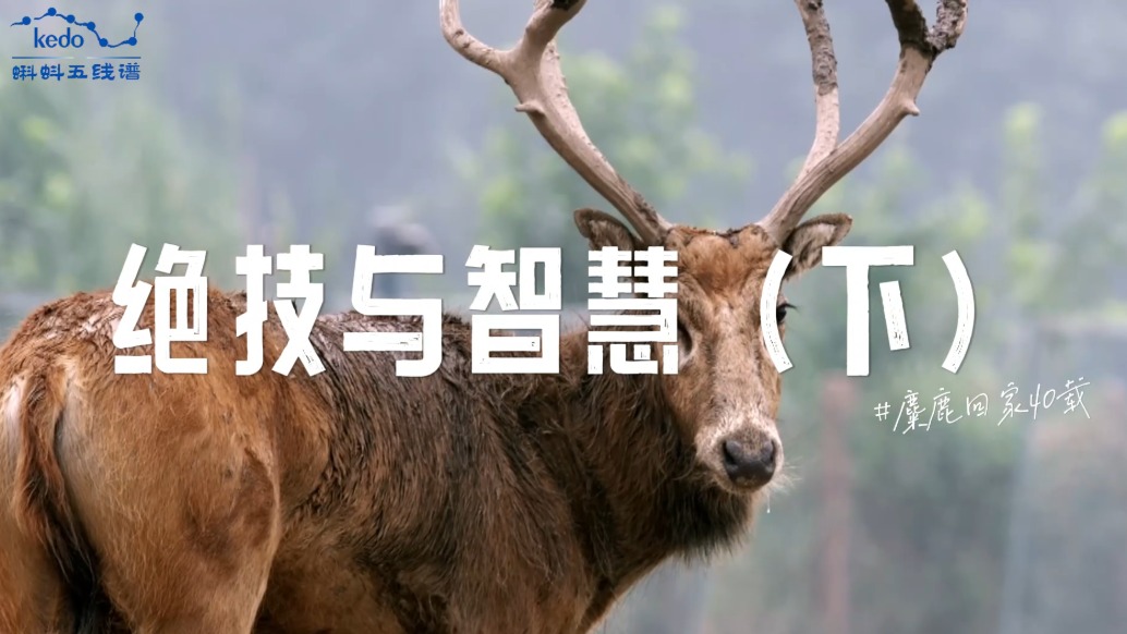 麋鹿回家40載：麋鹿的絕技與智慧（下）