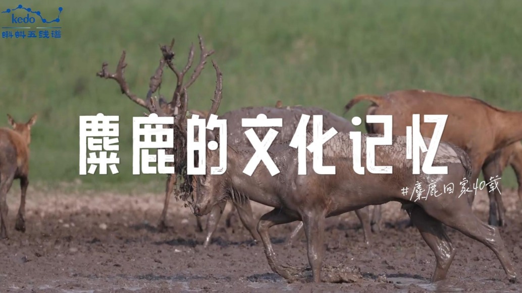 麋鹿回家40載:麋鹿的文化記憶