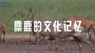 麋鹿回家40載：麋鹿的文化記憶