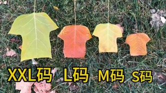 鵝掌楸的葉子被風一吹像小人國在晾衣服。