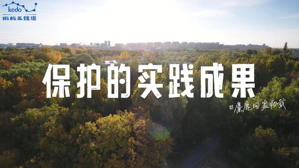 麋鹿回家40載：保護(hù)的實(shí)踐成果