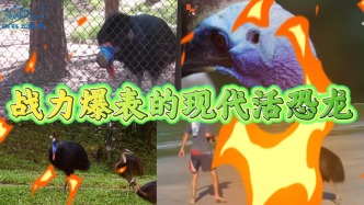 奇葩動物大揭秘：戰(zhàn)力爆表的現(xiàn)代活恐龍