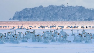 等了一年，山東的這位“頂流”終于回來了