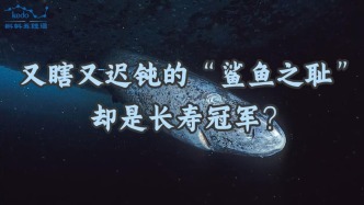 奇葩動(dòng)物大揭秘 | 又瞎又遲鈍的“鯊魚(yú)之恥”卻是長(zhǎng)壽冠軍？