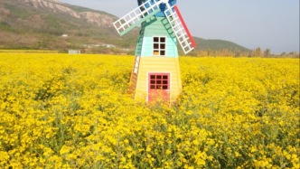 走進濟南這兩片花海，專治各種“打工人綜合征”！