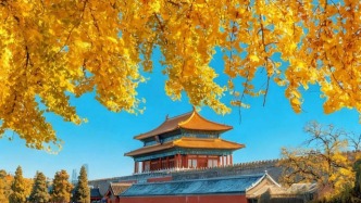 秋天的银杏树叶，像一位孤独的诗人，用金黄的诗篇诉说着岁月的沧桑