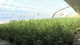 900萬元毛利潤(rùn)！藍(lán)莓在鄂爾多斯“安了家”→