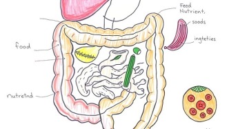 總被臍周隱痛、腹瀉纏上，可能和白塞病有關(guān)？