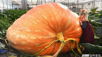 為何南瓜能長(zhǎng)成“巨無霸”，而藍(lán)莓卻不能？