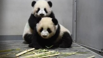 日本，馬上沒有大熊貓了！